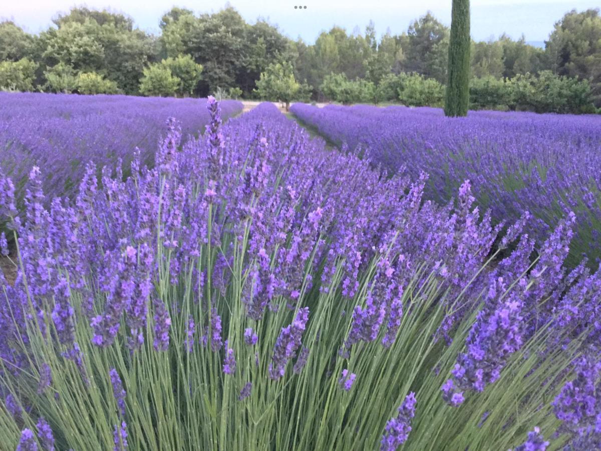 ז'וקה Lovely Views In Secret Provence מראה חיצוני תמונה